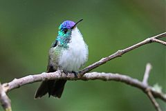 Andean Emerald